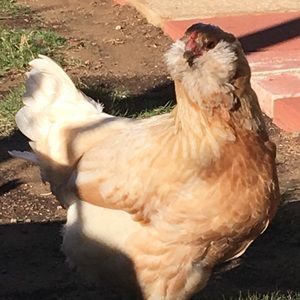 Meet your Posher, Gwen